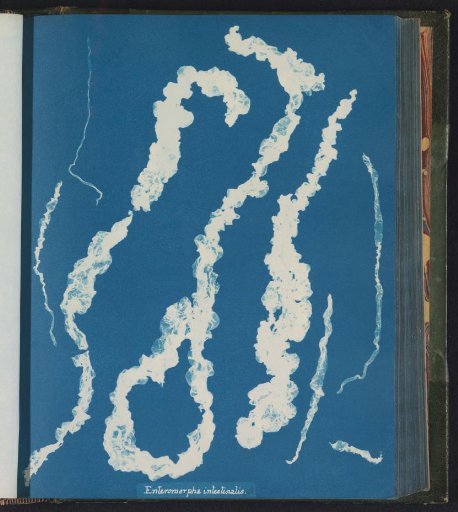 Enteromorpha intestinalis