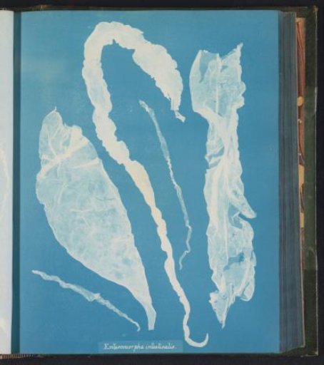 Enteromorpha intestinalis