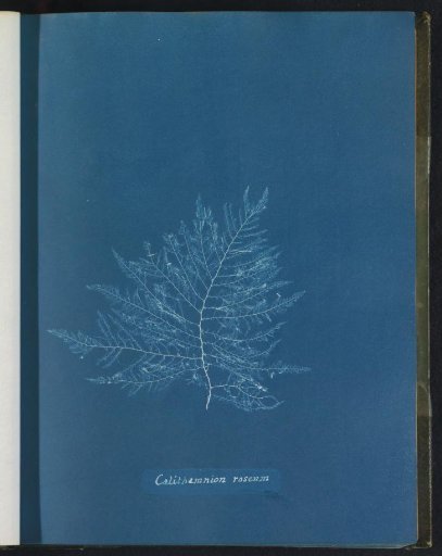Calithamnion roseum [= Callithamnion roseum]