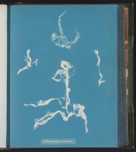 Enteromorpha ramulosa
