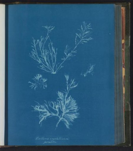 Exillaria crystallinum / parasitic [= Exilaria crystallinum]