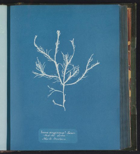 Fucus æruginosus Turner / "Red Sea. Lisbon"/ New to Britain