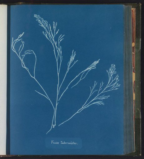 Fucus tuberculatus