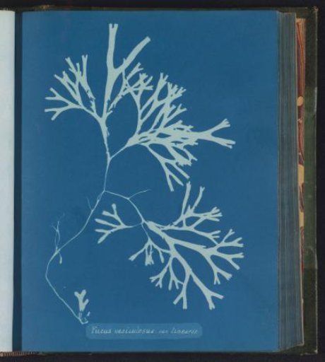 Fucus vesiculosus. var. linearis