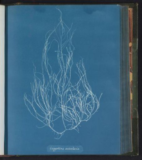 Gigartina acicularis