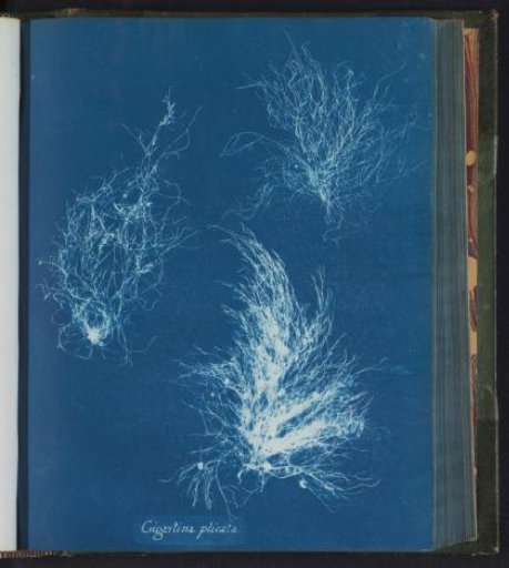 Gigartina plicata