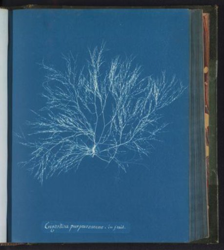 Gigartina purpurascens – in fruit