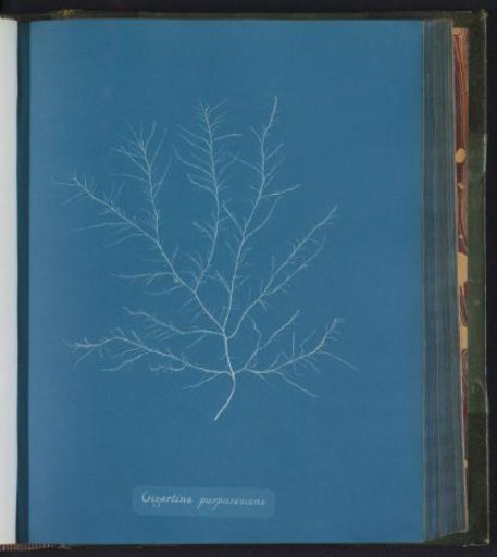 Gigartina purpurascens