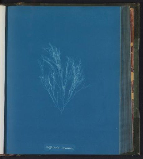 Griffithsia corallina