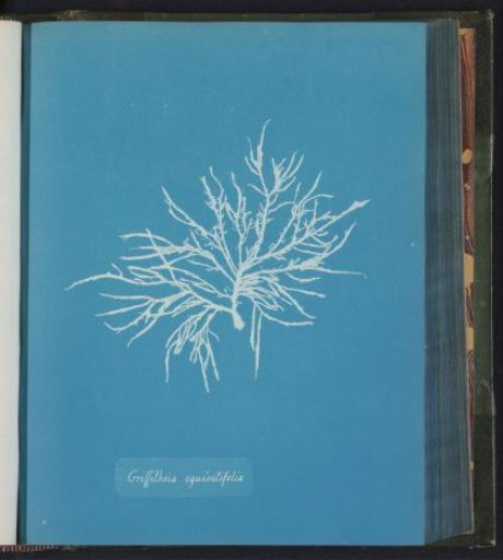 Griffithsia equisetifolia