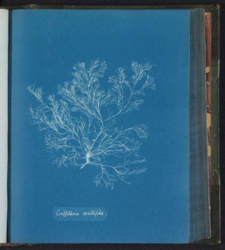 Griffithsia multifida