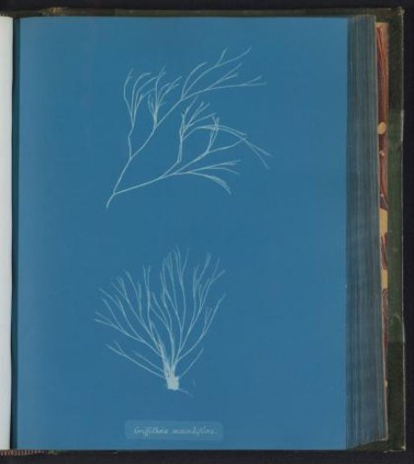 Griffithsia secundiflora