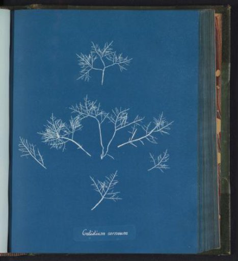 Gelidium corneum