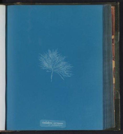 Gelidium corneum / var. pulchellum