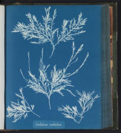 Gelidium rostratum