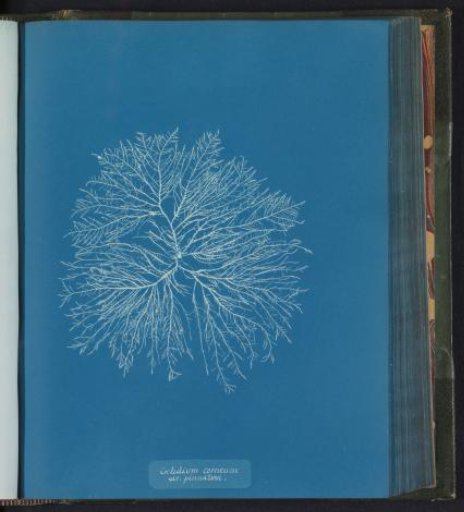 Gelidium corneum / var. pinnatum