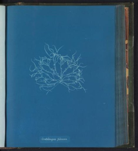 Grateloupia filicina