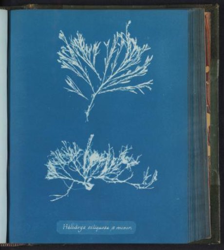 Halidrys siliquosa, β minor