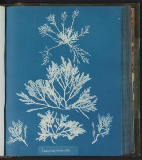 Laurencia pinnatifida