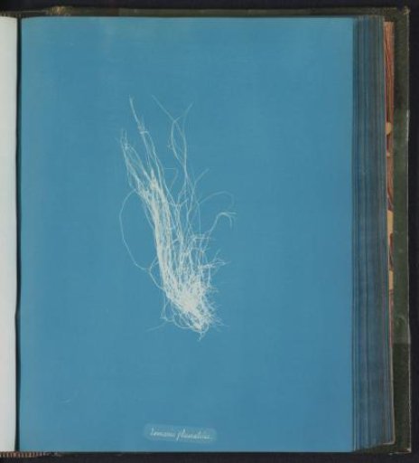 Lemania fluviatilis [= Lemanea fluviatilis]