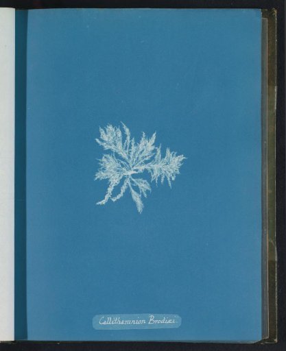 Callithamnion brodiaei
