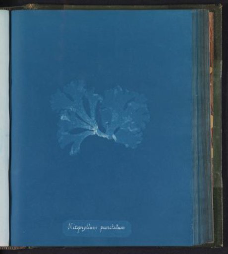 Nitophyllum punctatum