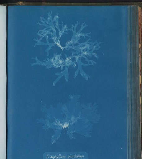 Nitophyllum punctatum / β [= var.] ocellatum