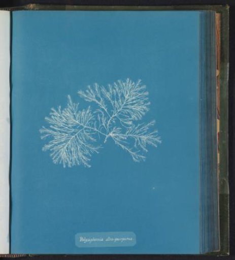 Polysiphonia atro–purpurea [= Polysiphonia atropurpurea]
