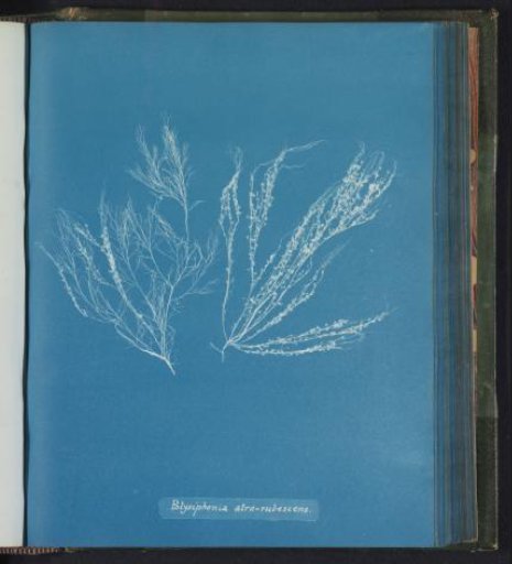 Polysiphonia atro–rubescens [= Polysiphonia atrorubescens]