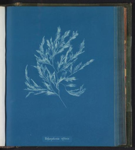 Polysiphonia affinis