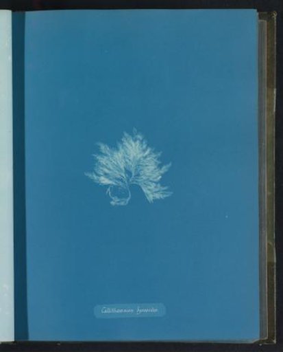 Callithamnion byssoides
