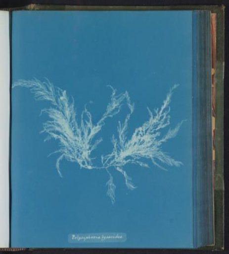 Polysiphonia byssoides