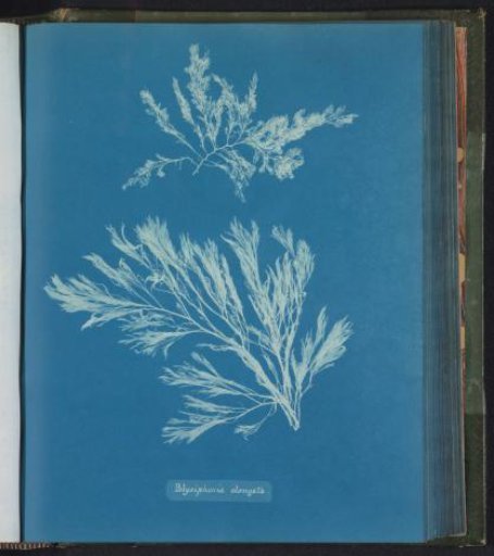 Polysiphonia elongata