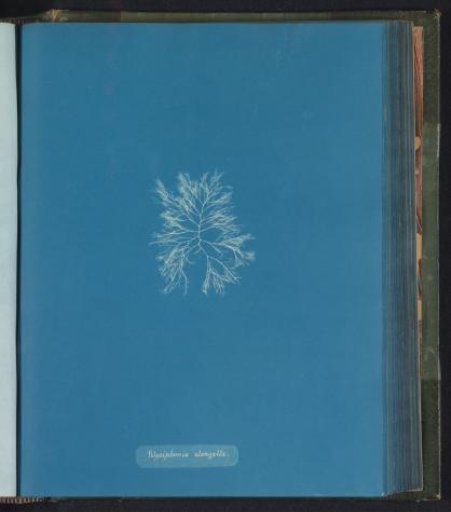 Polysiphonia elongella