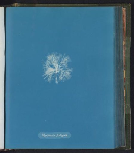 Polysiphonia fastigiata