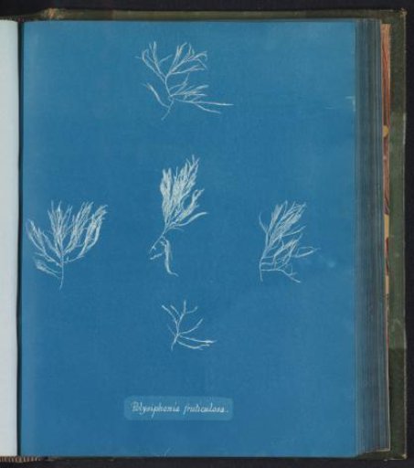 Polysiphonia fruticulosa