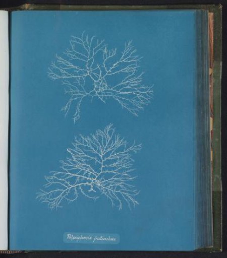Polysiphonia fruticulosa