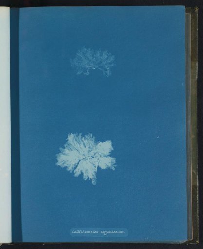 Callithamnion corymbosum