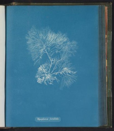 Polysiphonia furcellata
