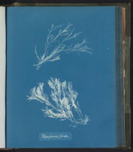 Polysiphonia fibrata