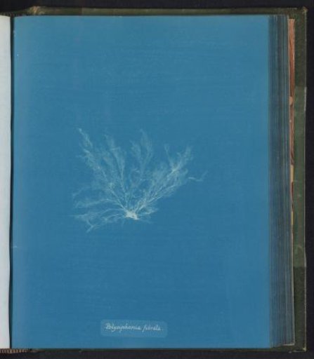 Polysiphonia fibrata