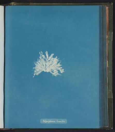 Polysiphonia Grevillii [= Polysiphonia Greville]