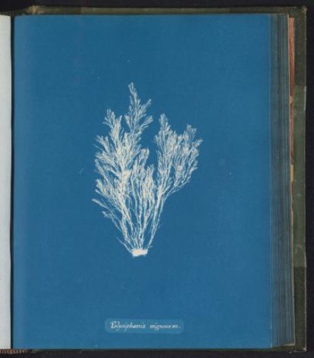 Polysiphonia nigrescens