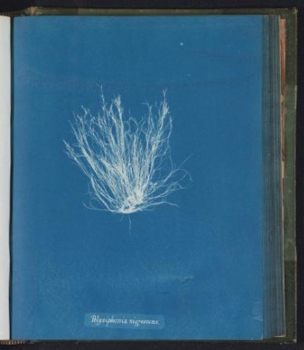 Polysiphonia nigrescens