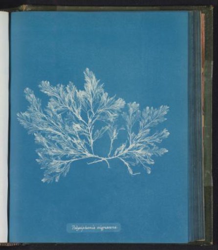 Polysiphonia nigrescens