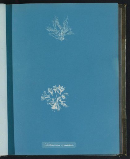 Callithamnion cruciatum