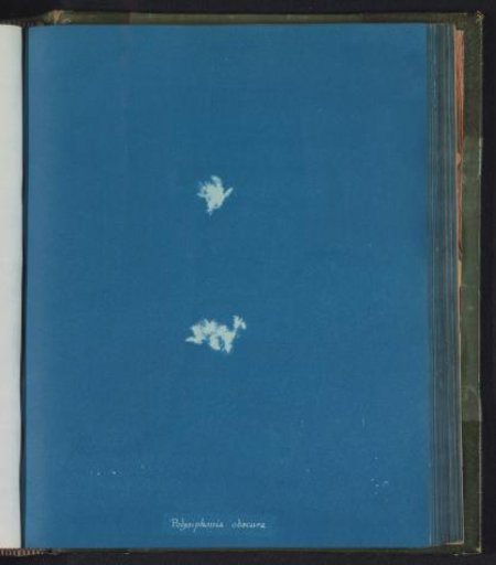 Polysiphonia obscura