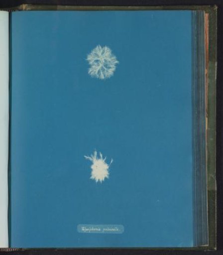 Polysiphonia pulvinata