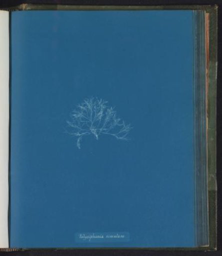 Polysiphonia simulans