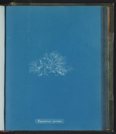 Polysiphonia spinulosa
